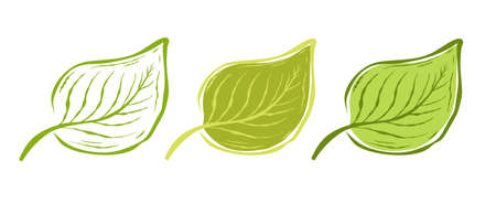 Vector vintage set of leaf icons. Vector illustration of leaves on white background in doodle style. green eco product.のイラスト素材