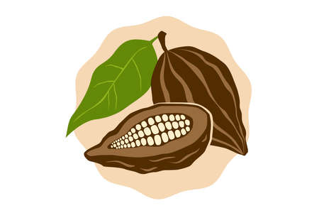 Vector emblem of cocoa beans in retro style. Vector illustration of cocoa bean for shop. dark chocolate.のイラスト素材