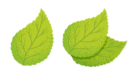 Vector illustration of a green leaf. Vintage set icons of green leaves. Eco friendly style.のイラスト素材