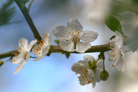Fowers of the cherry or apple blossom. Sakura flower.の写真素材