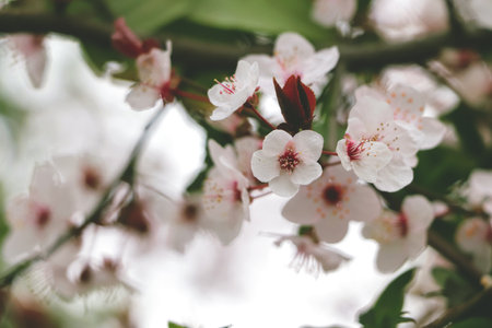 Fowers of the cherry or apple blossom. Sakura flower.の写真素材