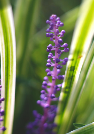 purple spring flower.の写真素材