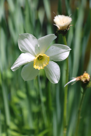 Narcissus flower is in green grass.の写真素材