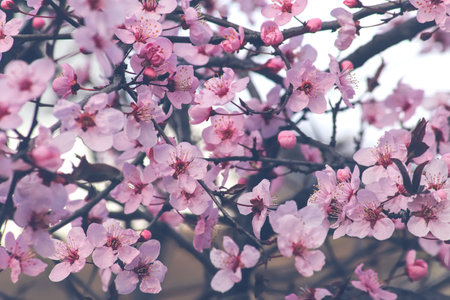 Fowers of the cherry or apple blossom. Sakura flower.の写真素材