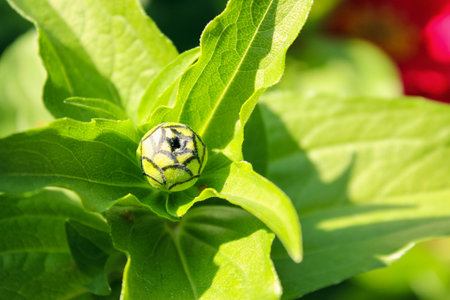 Flower bud is in green leaves. Spring.の写真素材