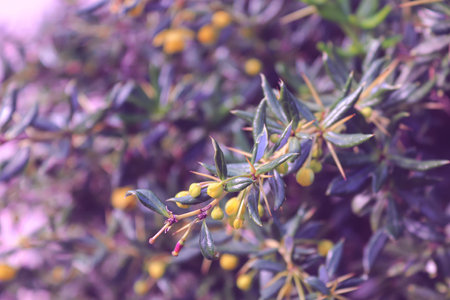 Flower bud is in purple leaves. Spring.
