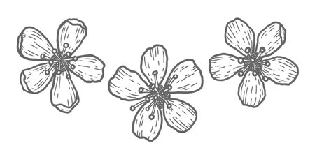 Vector icons of cherry flowers in doodle style. Vector sketch of sakura flowers.のイラスト素材