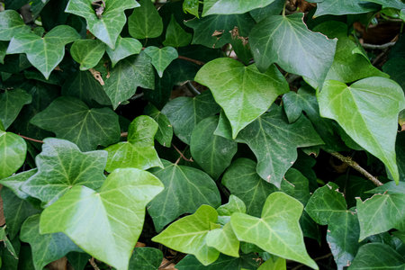 Green ivy leaves in summer day. Green ivy close up.の写真素材