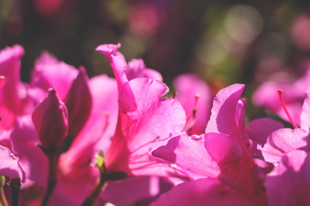 Bright pink flowers close up. Blossom pink flowers.の写真素材
