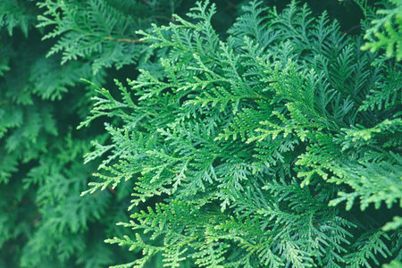 Dark leaves green. background with green leaf.の写真素材