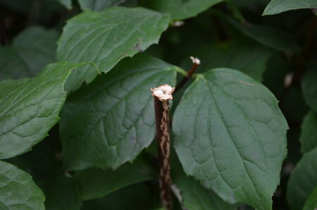 Broken branches among plants one morning