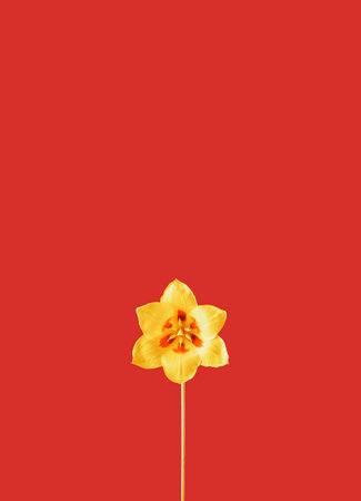 Yellow flower on red background. Emotion concept. Summer flat lay.