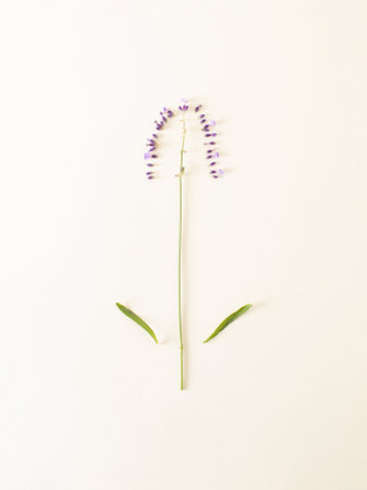 Broken flower lavender. Minimal concept flat lay.の写真素材