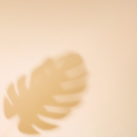 Top view of green tropical monstera leaf shadow on beige background. Flat lay. Minimal summer concept with palm tree leaf. Creative copyspace with paper frame.の写真素材