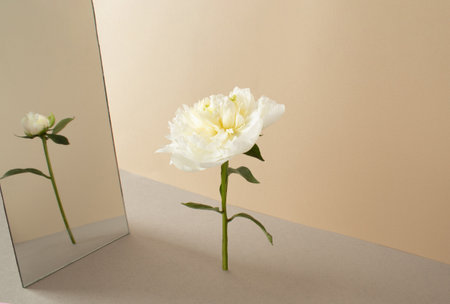 Summer scene with white peony flowers and imaginary reflection in the mirror on light background. Sun and shadows. Minimal nature contemporary concept.の写真素材