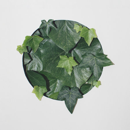 Creative minimal arrangement of green leaves. Nature concept. Flat lay.の写真素材