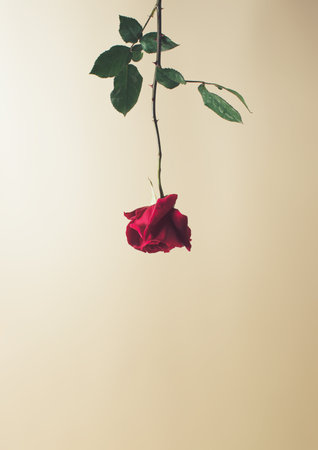 Styled minimalistic still life with rose flower on light background.の写真素材