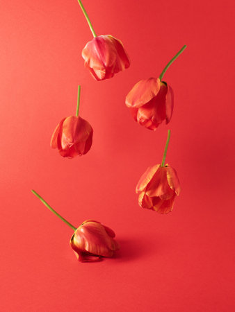 Creative arrangement of spring tulips on red background. Flowers flat lay. Monochromatic copy space.の写真素材