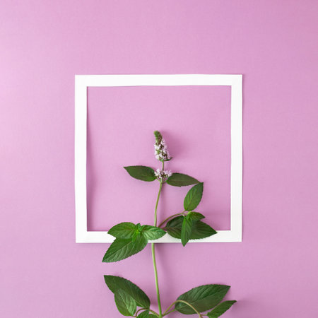 Creative layout made of medicinal mint on light purple background with frame. Spring minimal concept.の写真素材