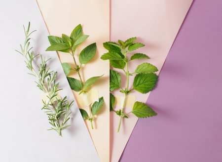 Medicinal plants on a multicolored background. Copy space. Flat layの写真素材