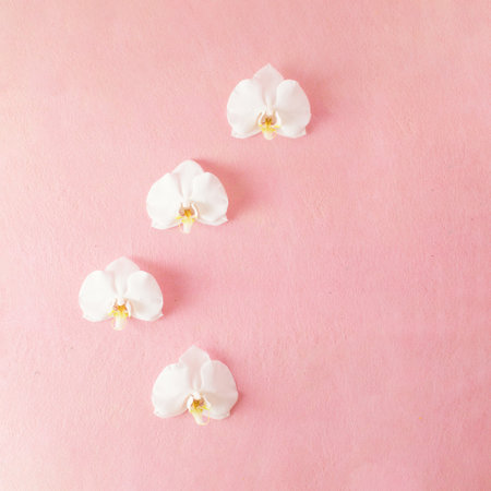 Orchid flowers against pastel pink background. Minimal composition. Flat lay. Copy spaceの写真素材