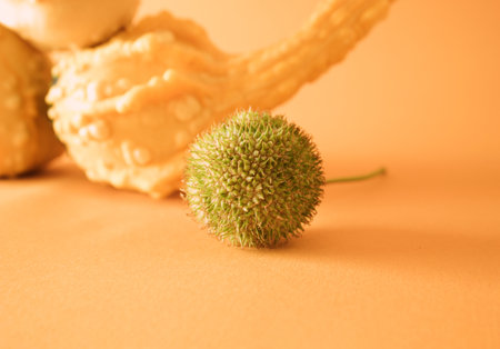 Still life of plane tree fruit and squash on a gradient orange background. Close up