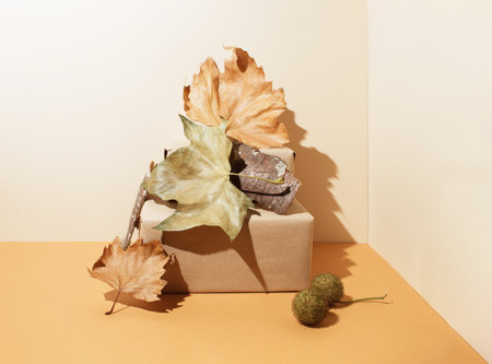 Creative autumnal composition with fallen leaves, plane tree fruit, box and tree bark. Minimal still life. Close-upの写真素材
