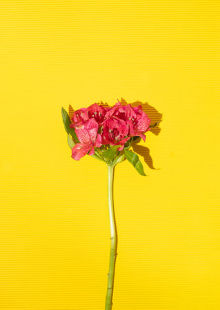 Pink flower on yellow background. Creative natural concept. Minimal flat lay. Copy spaceの写真素材