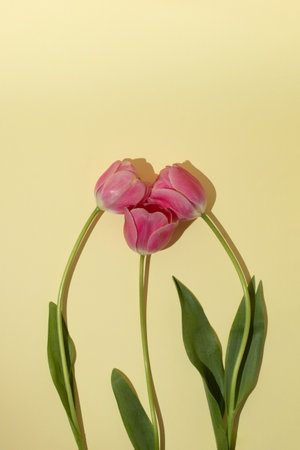 Creative layout made of spring flowers with copy space. Nature background. Season minimal idea.の写真素材