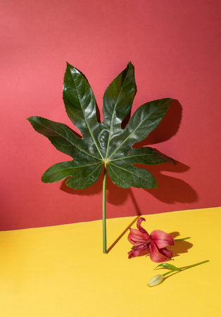 Leaf of fatsia japonica on red and pastel yellow background. Minimal nature composition.