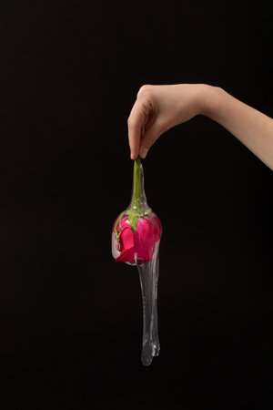 Hand holding red rose flower with slime on black background. Creative nature background concept.の写真素材