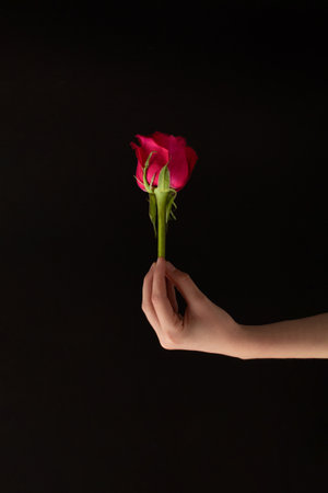 A woman's hand holds a red rose on a black background. Creative conceptual minimalist idea.の写真素材