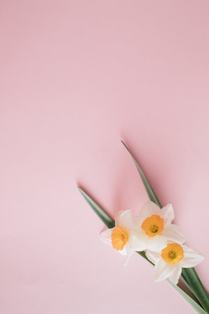Creative layout narcissus flovers and leaves on pastel pink background. Minimal holiday concept. Flat lay pattern. Copy spaceの写真素材