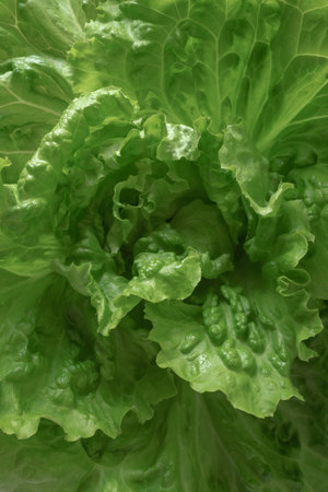 Overhead view of green lettuce leaves backgroundの写真素材