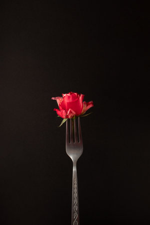Red rose on fork with black background. Creative conceptual ideaの写真素材