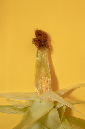 Corn on the cob with corn silk on a yellow background.の写真素材