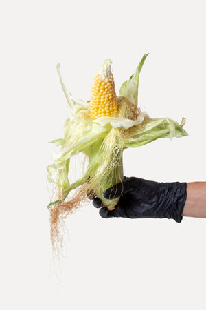 Hand with a black glove holds a cob of corn on bright background. Creative concept of clean healthy foodの写真素材