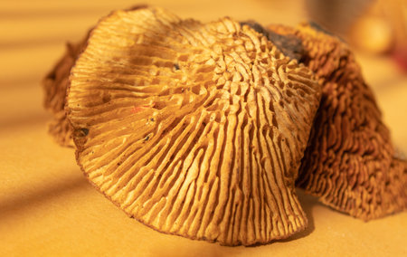 Mushroom texture. Close up