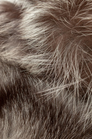 Gray and black natural fur. Textured background.
