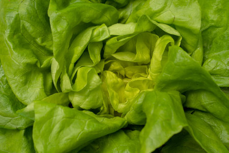 Overhead view of green lettuce leaves backgroundの写真素材