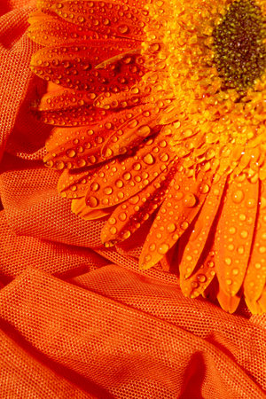 Orange gerbera flower with water drops, close-upの写真素材