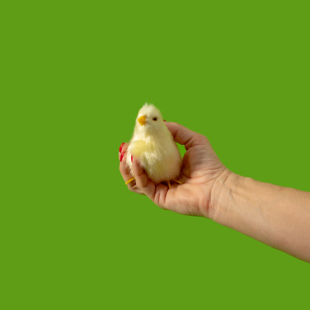 Female hand holds a toy chicken. Minimal holiday concept.の写真素材