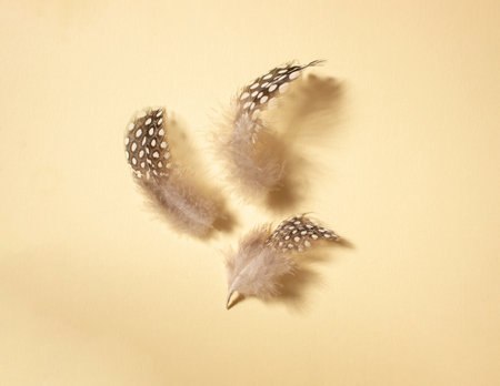 Small spotted quail feathers on bright beige background.の写真素材