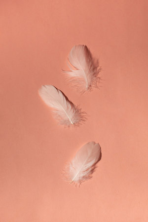 White feathers on pink background. Minimalist compositionの写真素材