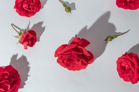 Red roses on white background pattern