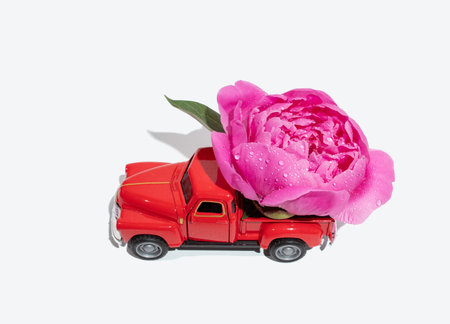 Pink peony on a red toy truck with a white background