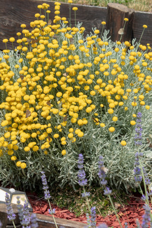 Santolina Cotton lavender flowers. Asteraceae evergreen shrub herb. Blooms from May to July.の写真素材