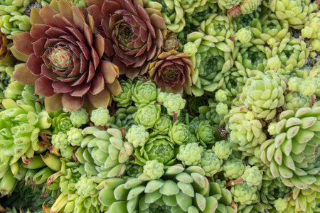 Background of green and red succulents. Close-upの写真素材