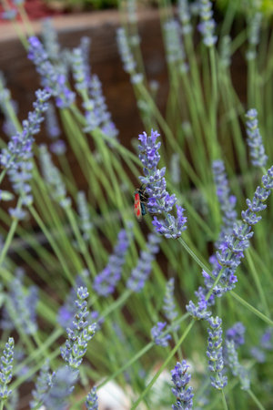 Butterfly on a purple lavender flower in the sunlight. The butterfly pollinates flowers in the garden. Bright summer colorful background. Top viewの写真素材
