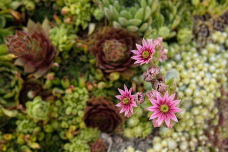 Succulent pink flower in focus with a background of green succulents. Natural background or wallpaperの写真素材